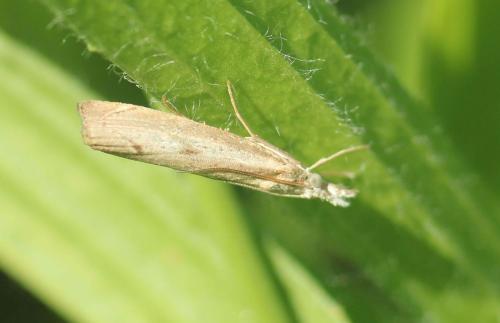 Réf. 349 668 : Agriphila geniculea